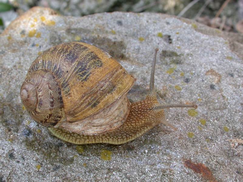 Cornu aspersum (Linnaeus,1758)